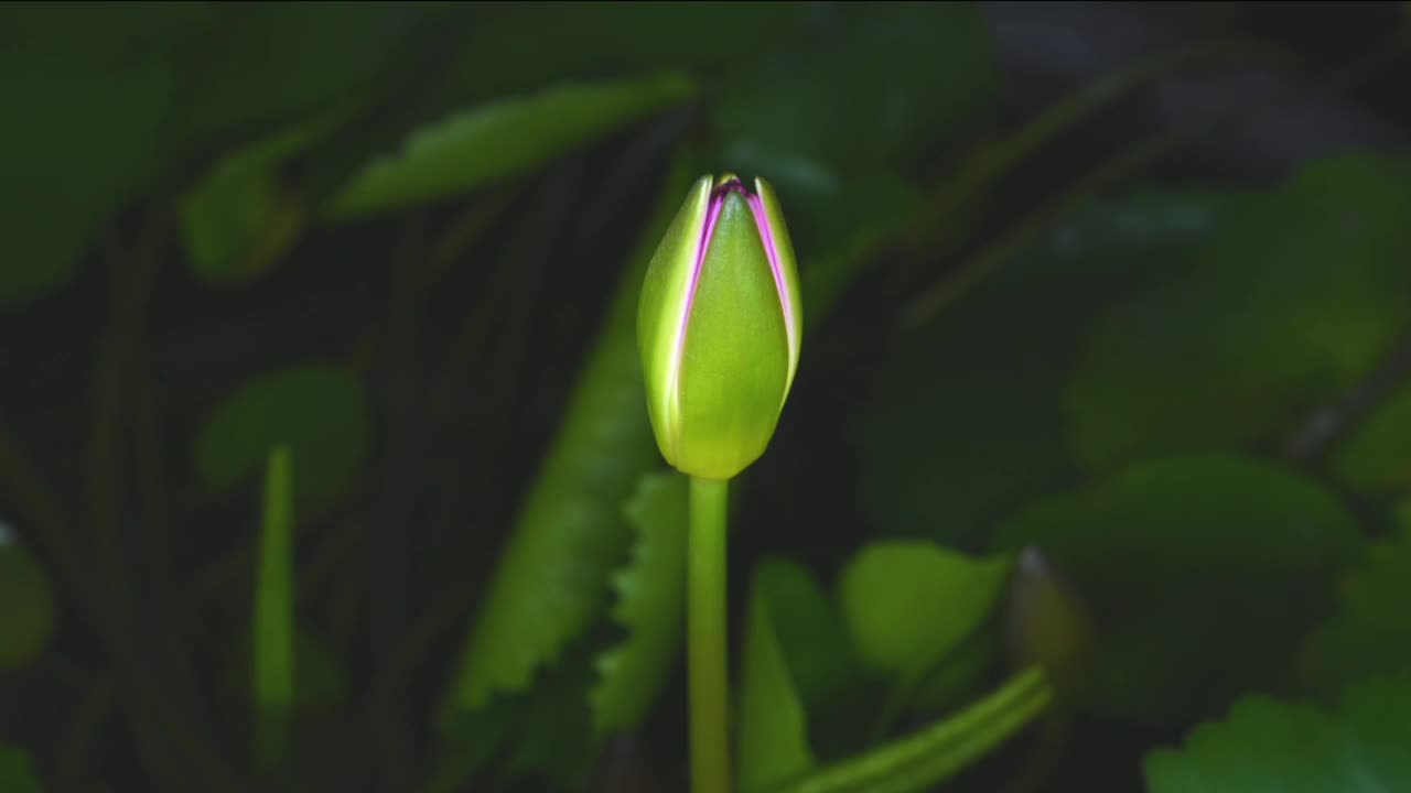 美丽的睡莲花盛开与绿叶为背景视频下载