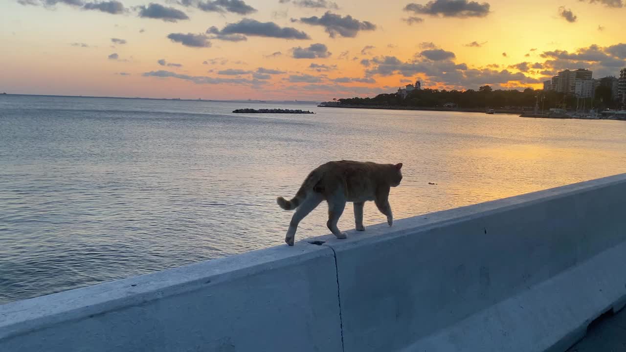 黄色和白色的猫在墙上走视频素材