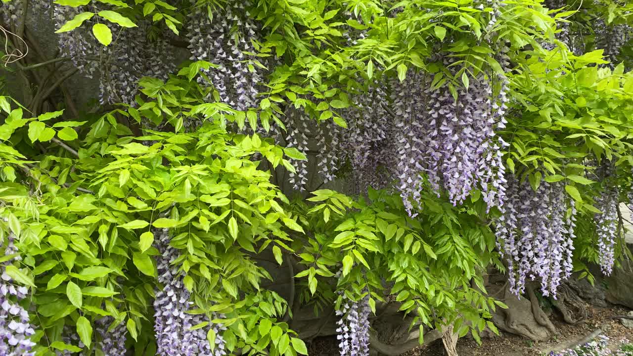 建筑物的墙上长满了盛开的紫藤。尼基塔植物园视频素材