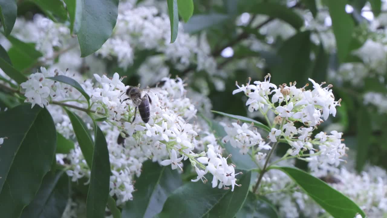 蜜蜂在山茱萸上。系列的一部分。视频下载