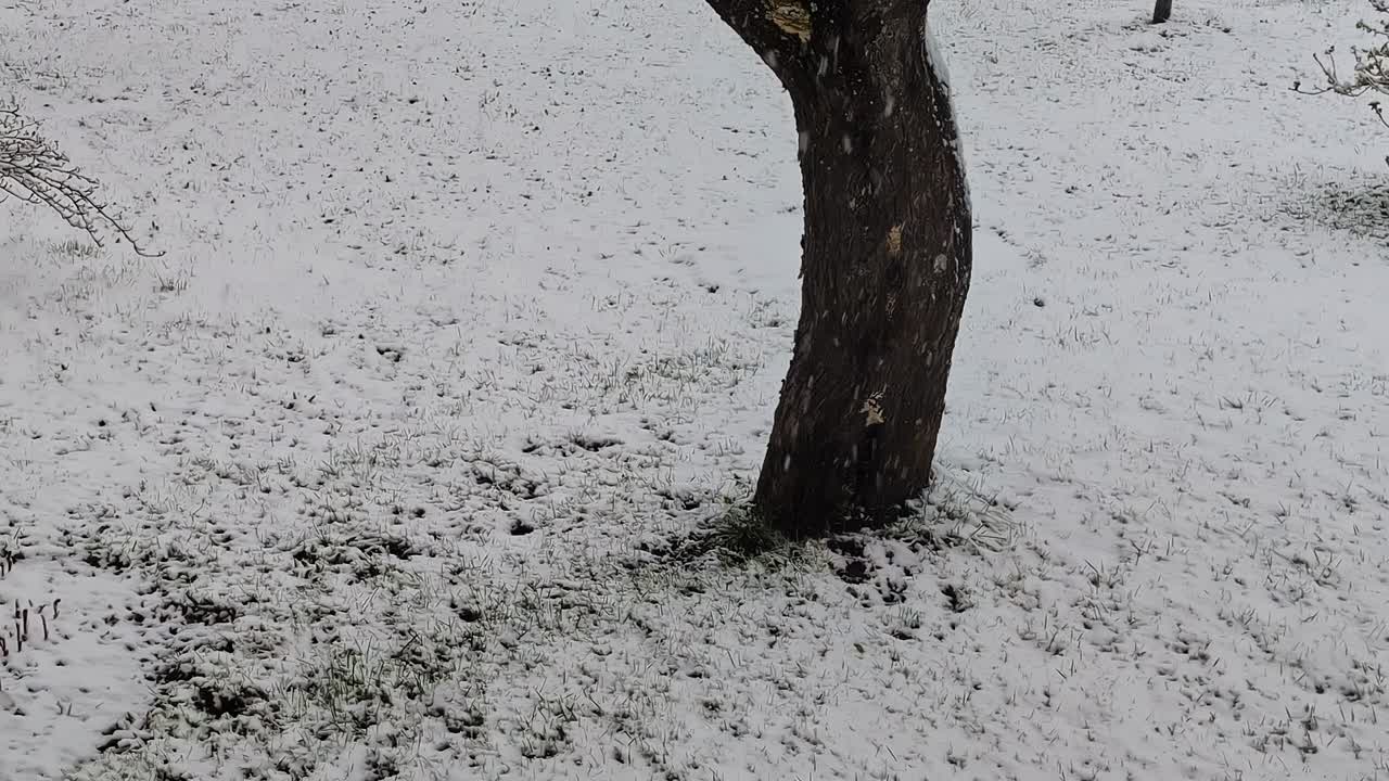 冬天的风景有一棵孤树，雪花飘落视频素材