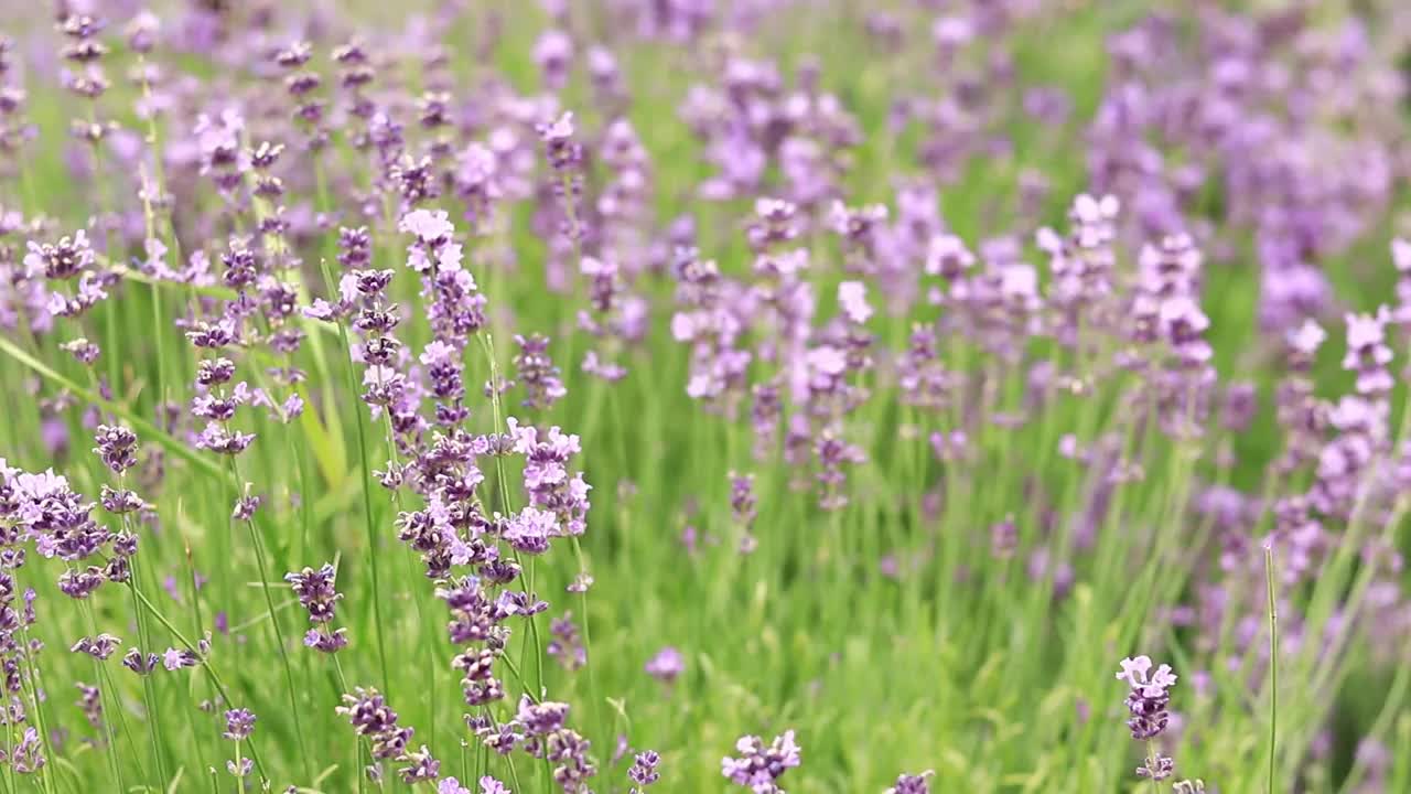 薰衣草花在空地上，长着花视频素材