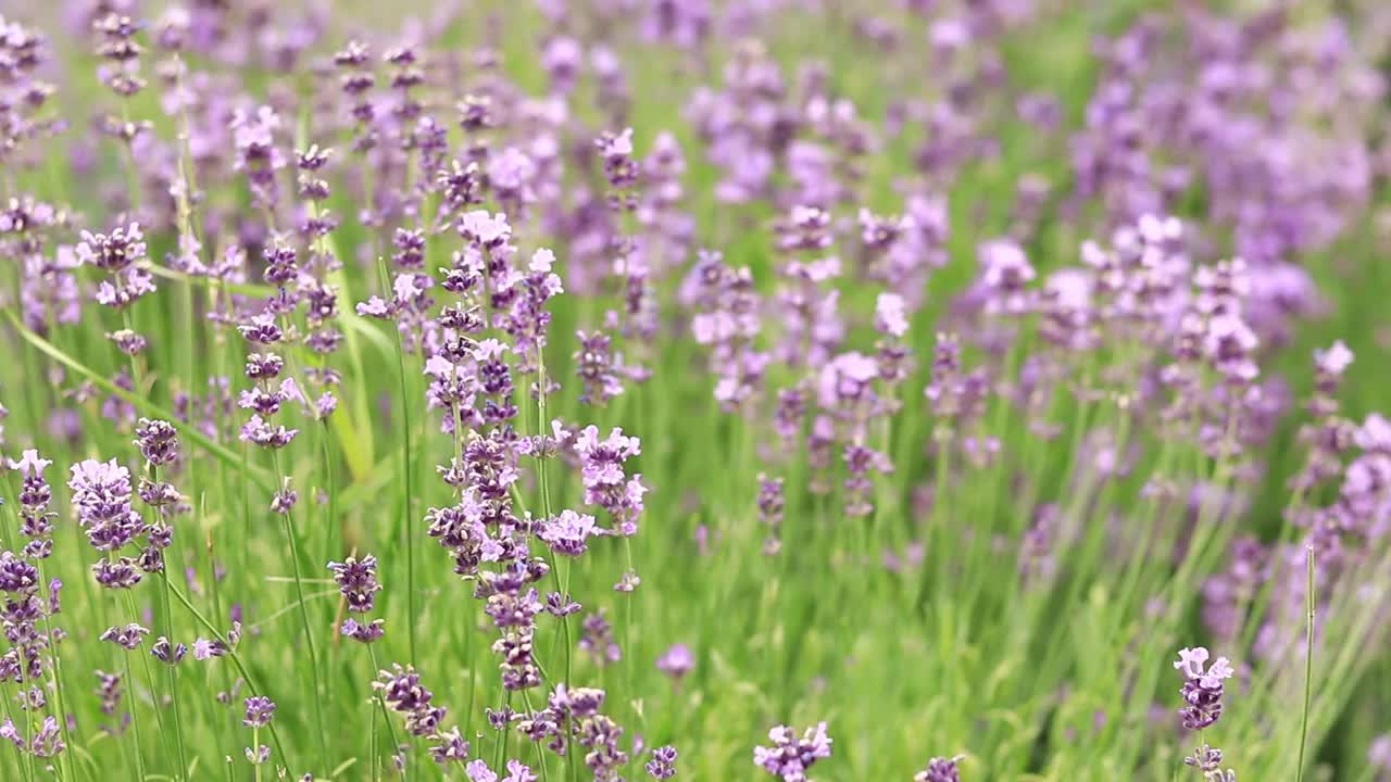 薰衣草花在空地上，长着花视频素材