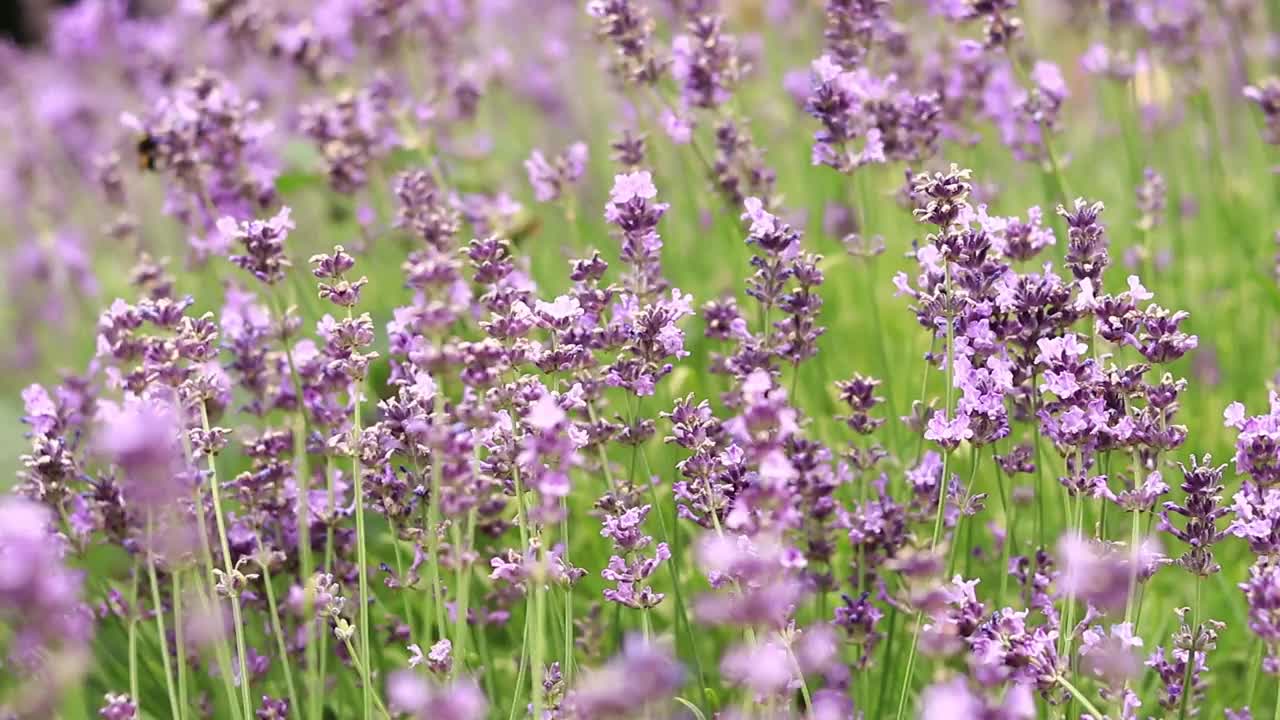 薰衣草花在空地上，长着花视频素材