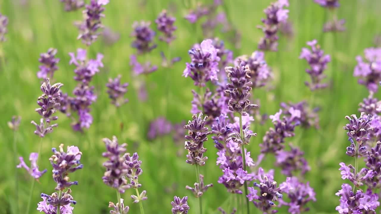 薰衣草花在空地上，长着花视频素材