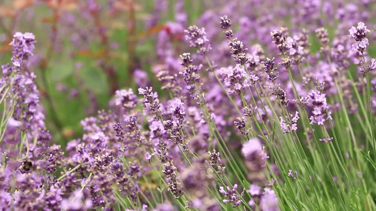 薰衣草花在空地上，长着花视频素材