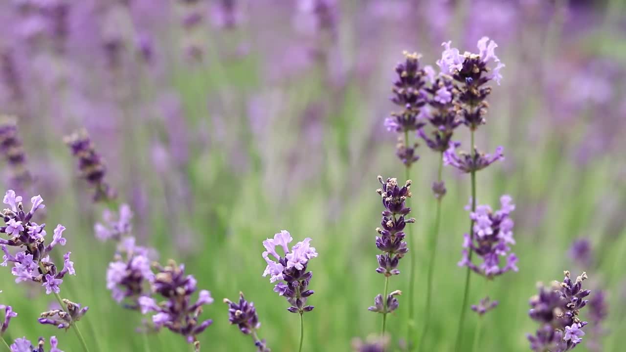 薰衣草花在空地上，长着花视频素材