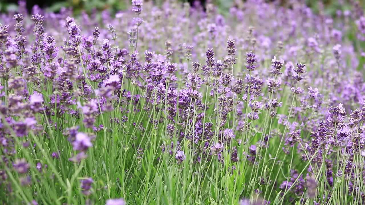 薰衣草花在空地上，长着花视频下载