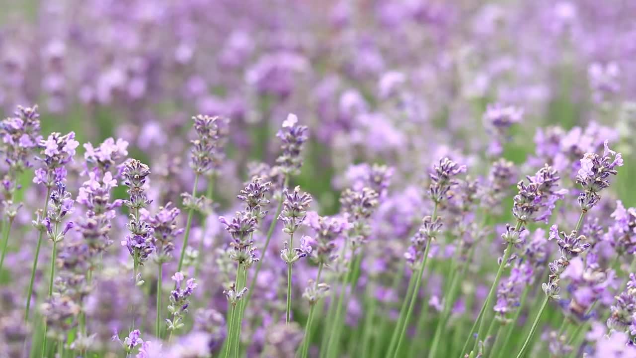 薰衣草花在空地上，长着花视频素材