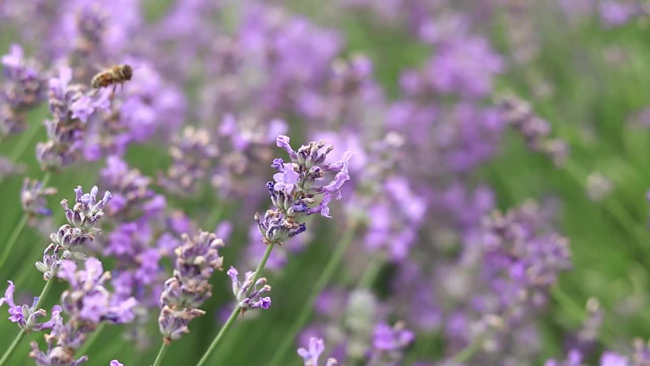 薰衣草花在空地上，长着花视频素材