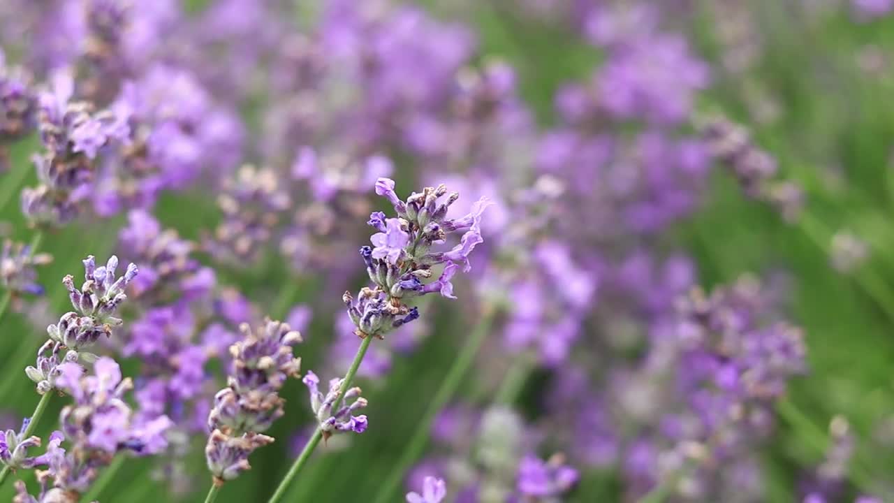 薰衣草花在空地上，长着花视频素材