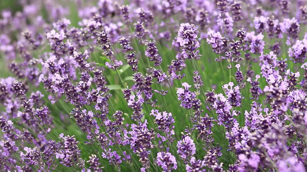 薰衣草花在空地上，长着花视频素材