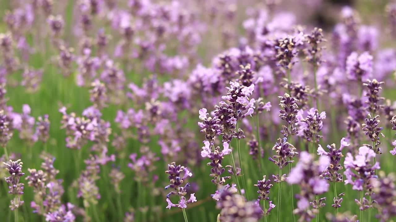 薰衣草花在空地上，长着花视频素材