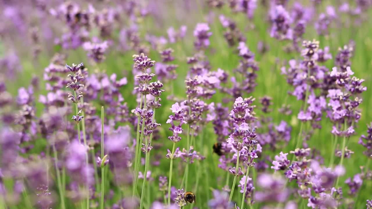 薰衣草花在空地上，长着花视频素材