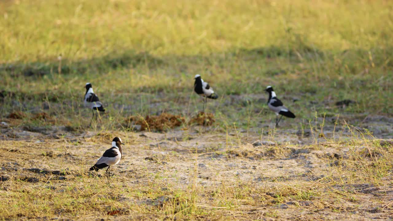 铁匠田凫或铁匠鸻(Vanellus armatus)是一种常见的从肯尼亚到坦桑尼亚中部的田凫物种视频素材