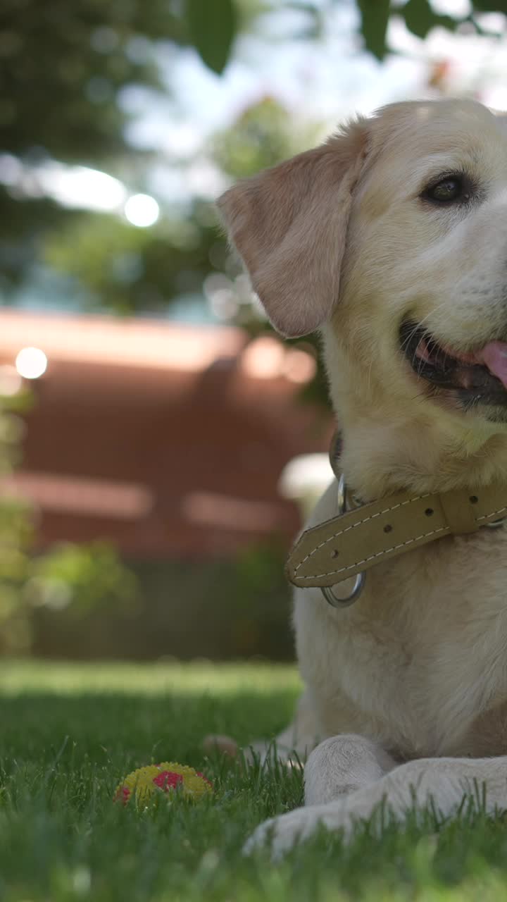 可爱的金毛猎犬躺在后院的绿草地上。视频素材