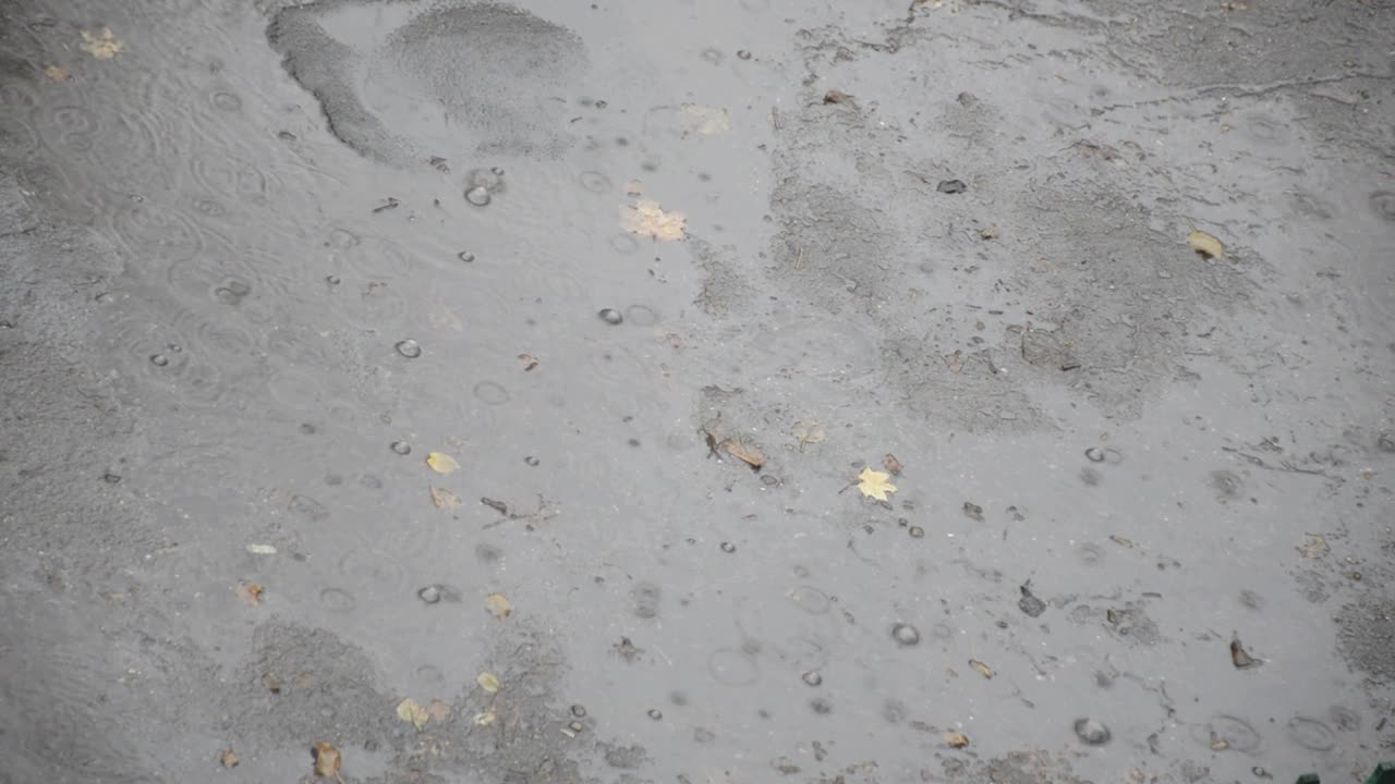 秋天落下的黄叶躺在水里，雨中的水坑视频下载