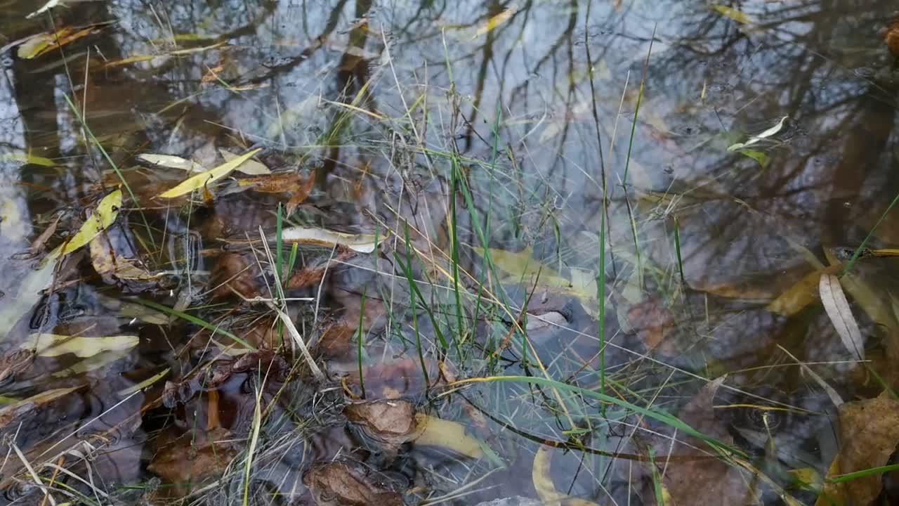 洪水抬高了河水的水位，冲垮了堤坝视频下载