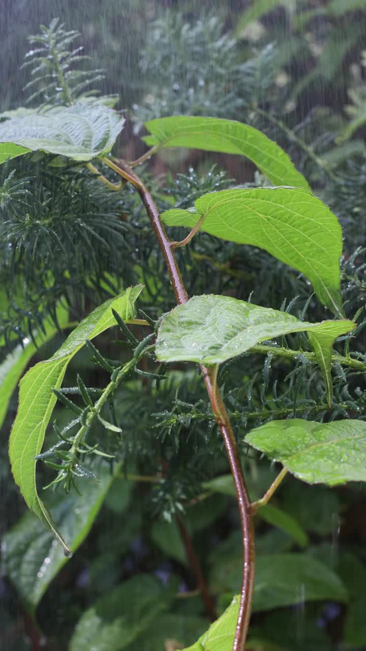 葱郁的绿叶被浇水的特写，捕捉植物的新鲜和活力。视频素材