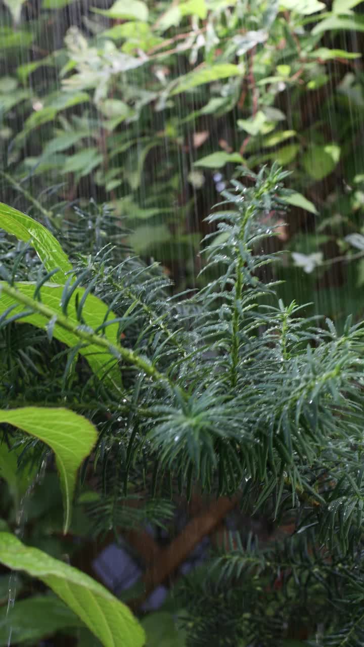 雨中郁郁葱葱的绿叶视频素材