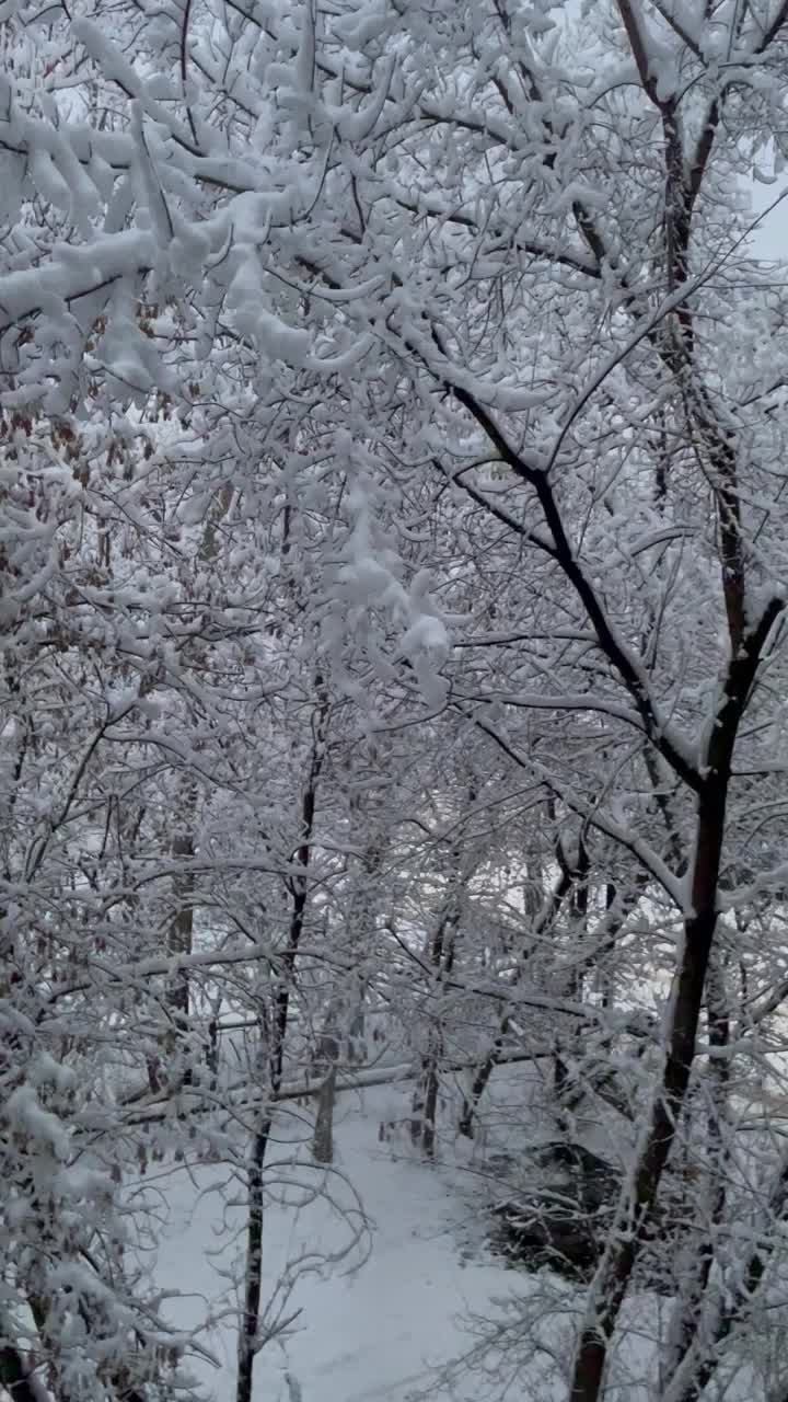 白雪覆盖的树枝视频下载