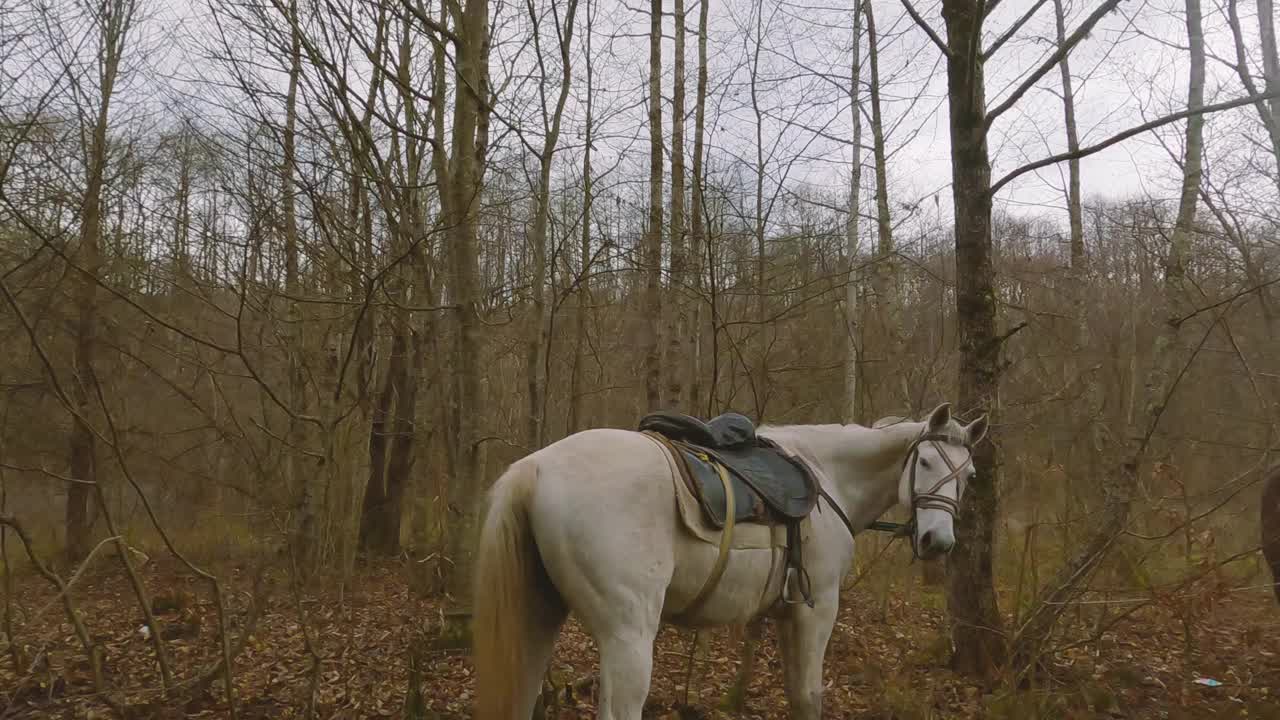 灰色的秋林里一匹美丽的白马视频素材