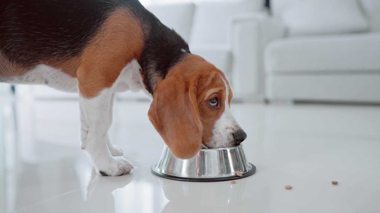 一只可爱的小猎犬小狗在房子地板上的碗里吃东西。萌宠概念视频素材