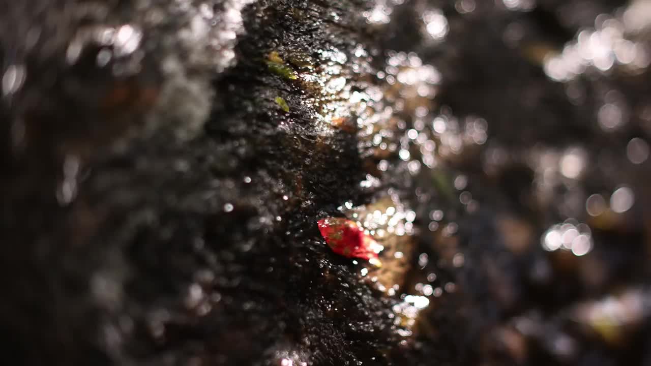 用倾斜移位镜头拍摄森林场景视频下载