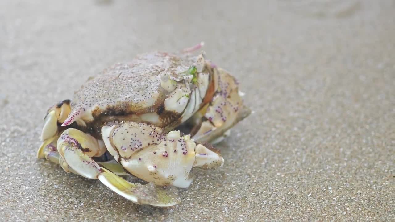 孩子们在沙滩上玩海蟹的手视频下载