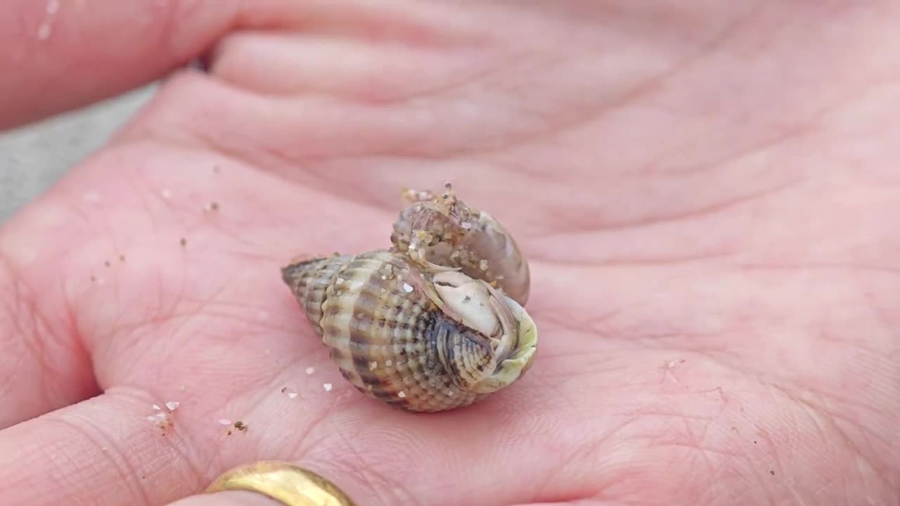 海滩上，一个女人手里拿着一只小寄居蟹视频下载