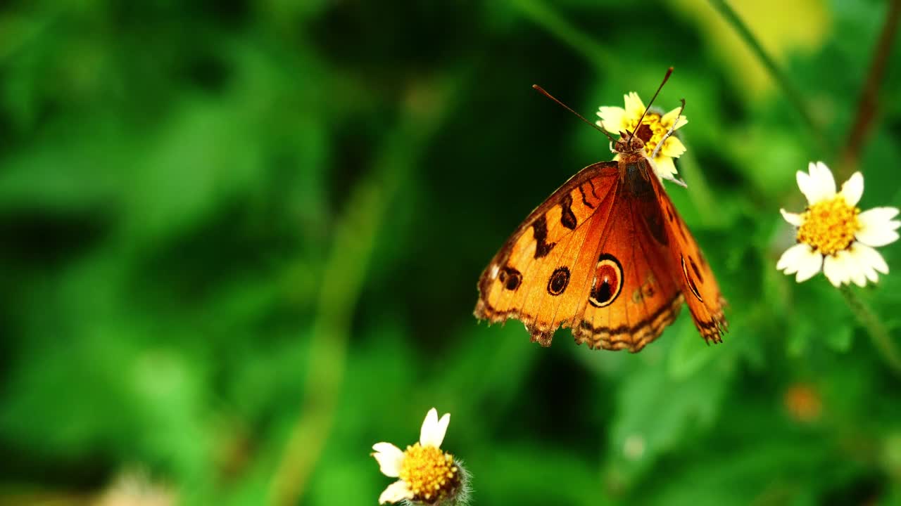 孔雀三色蝶(Junonia almana)在西班牙针叶花上寻找花蜜视频下载