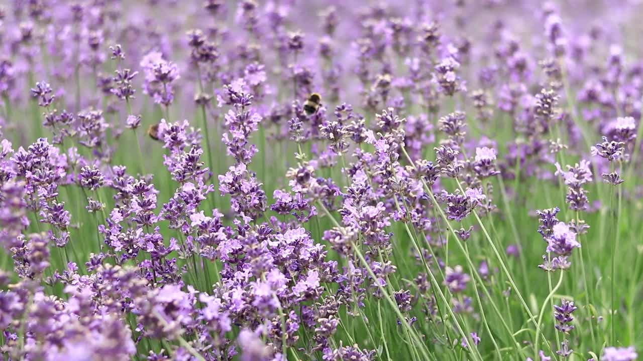 薰衣草花在空地上，长着花视频素材