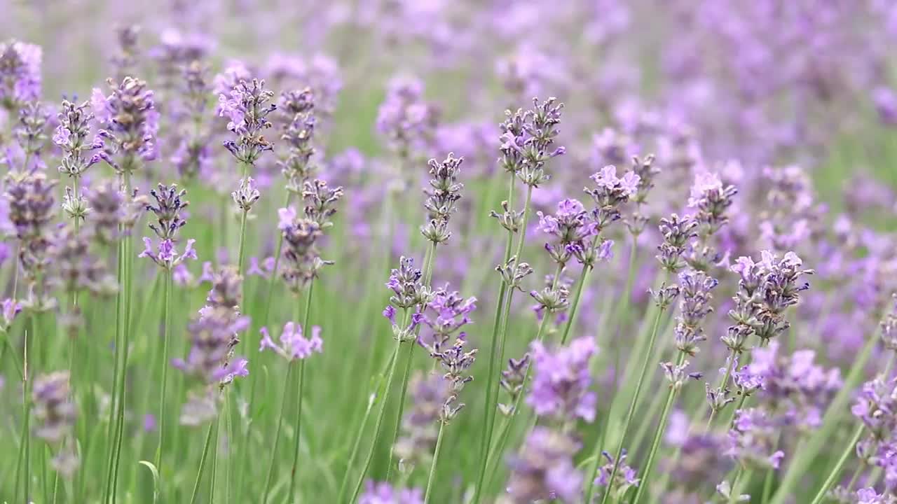 薰衣草花在空地上，长着花视频下载