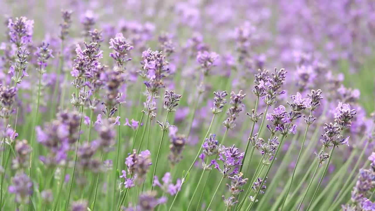 薰衣草花在空地上，长着花视频素材