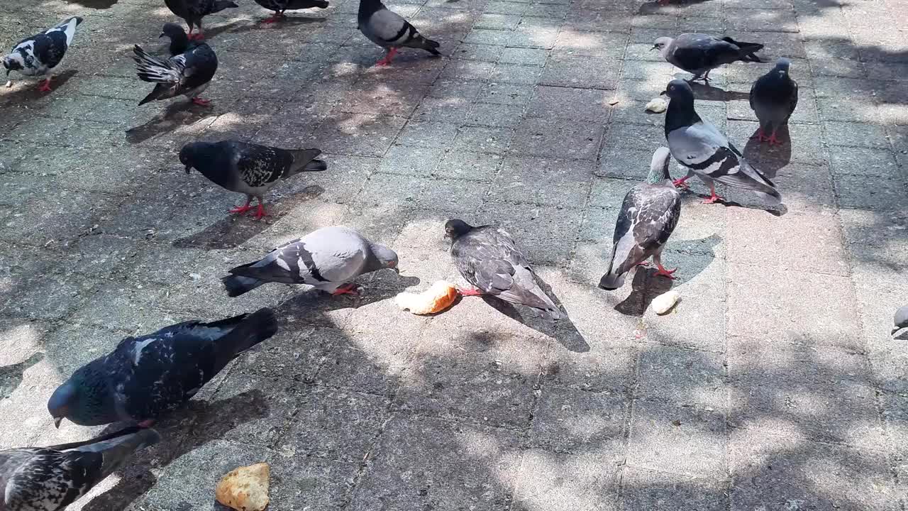 鸽子在街上吃面包视频素材