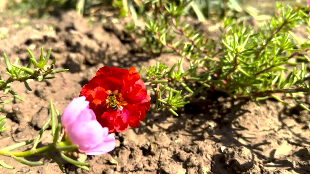 蜜蜂收集花上的花粉。视频下载