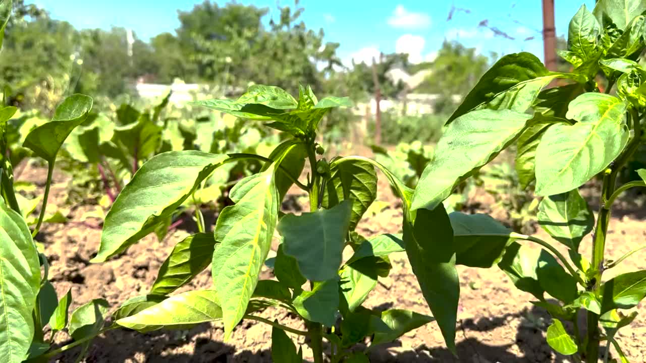 在自家花园里种植的甜椒。高质量视频。视频下载