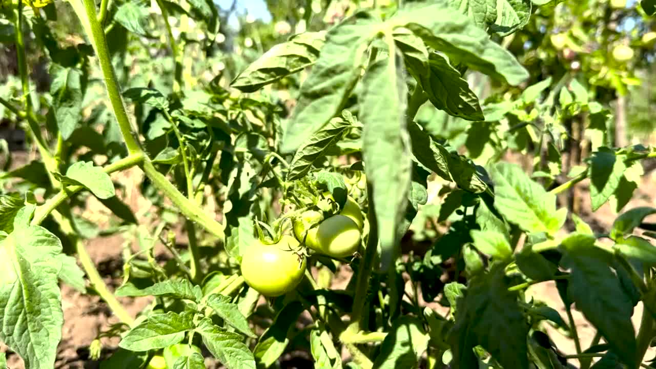 在自家花园里种植的天然西红柿。高质量视频。视频下载