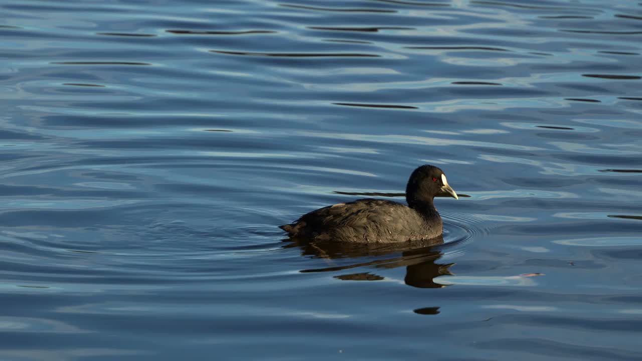 一只普通白骨顶(Fulica atra)优雅地游过潺潺的淡水湖，特写镜头。视频素材