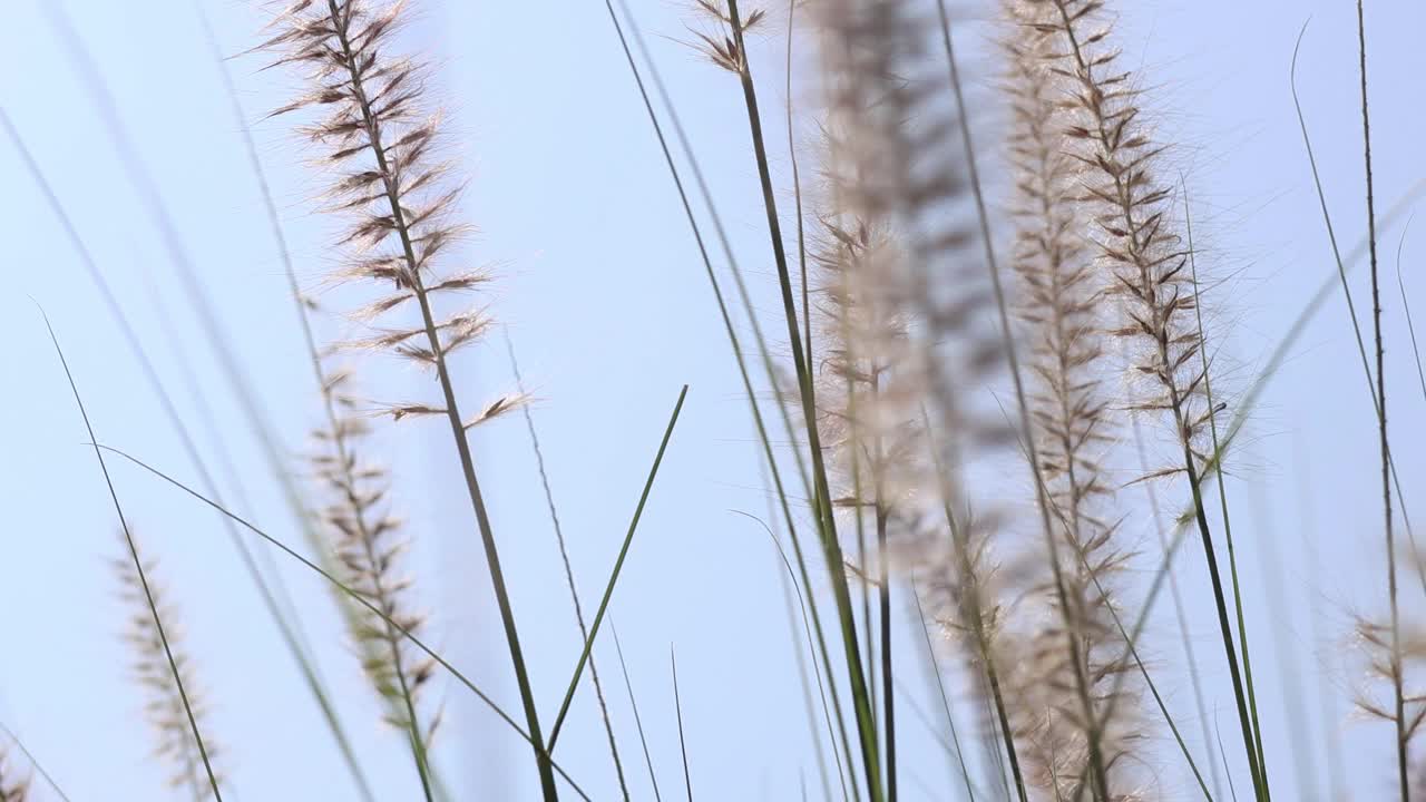 草花在考艾摇曳视频素材