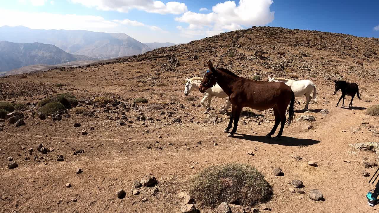 驴和骡子正沿着伊朗的达马万德火山下山视频下载