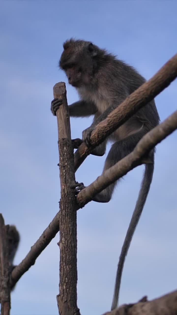 野生猴子在热带岛屿火山顶上的垂直照片。视频素材