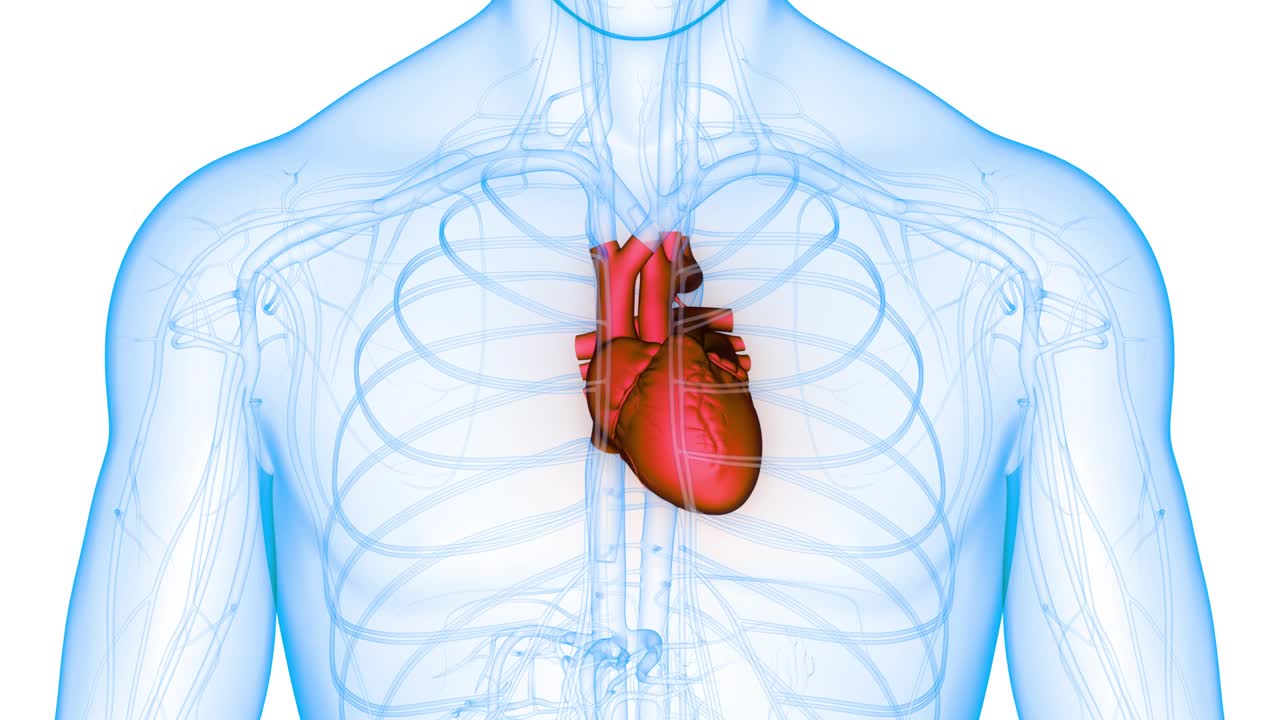 人体循环系统心跳解剖动画概念视频素材