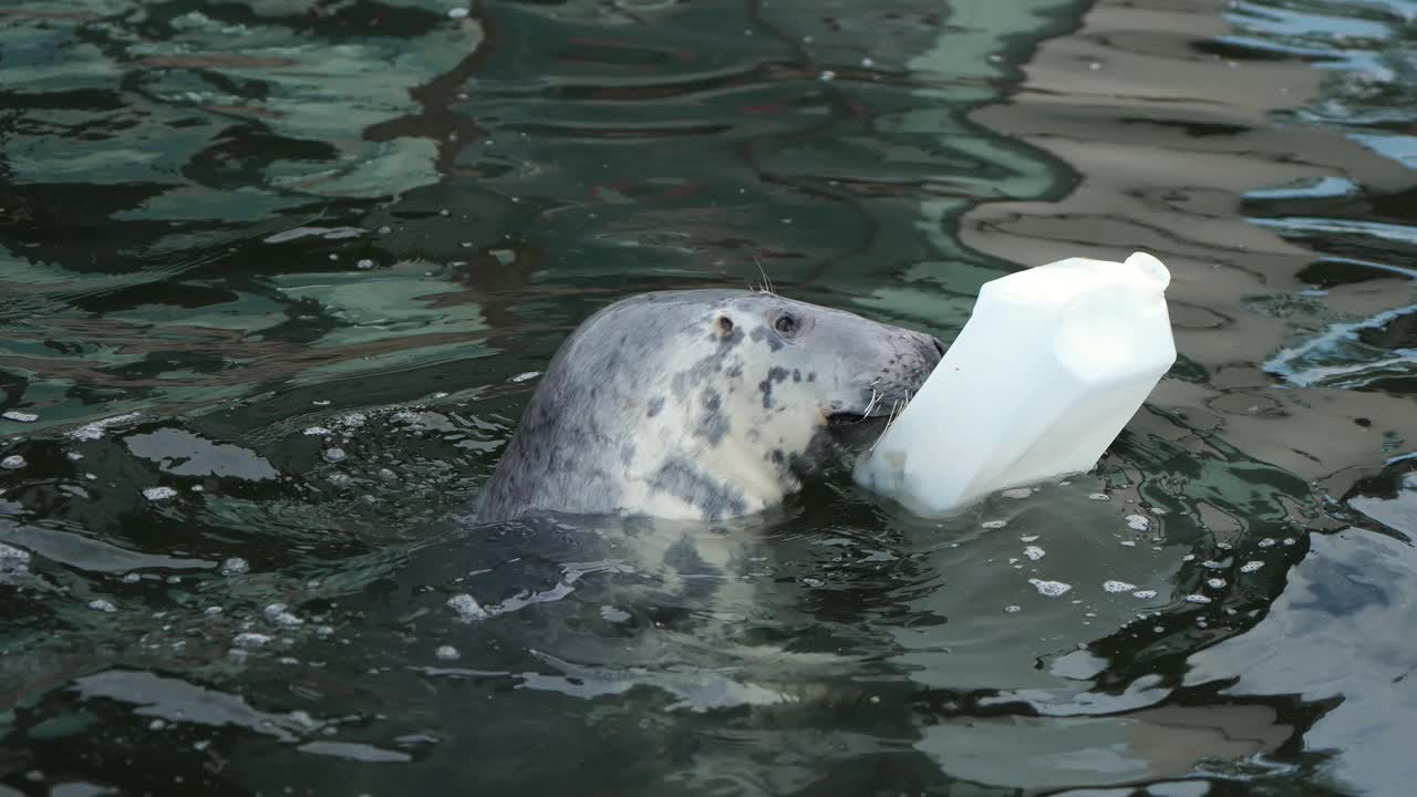 灰海豹在圈养计划中以鱼为食。在水里游泳的野生海豹视频素材