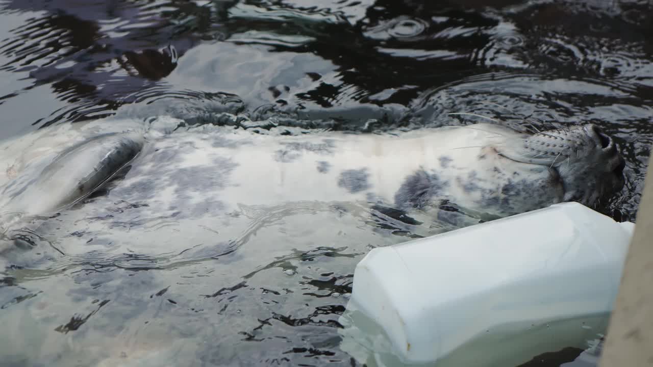 在海上救援计划中被塑料瓶缠住的灰海豹。马头海豹在水里游泳视频素材