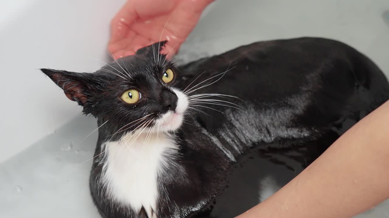 猫在浴室洗澡。女人照顾家里的宠物，帮助保持清洁和卫生视频素材