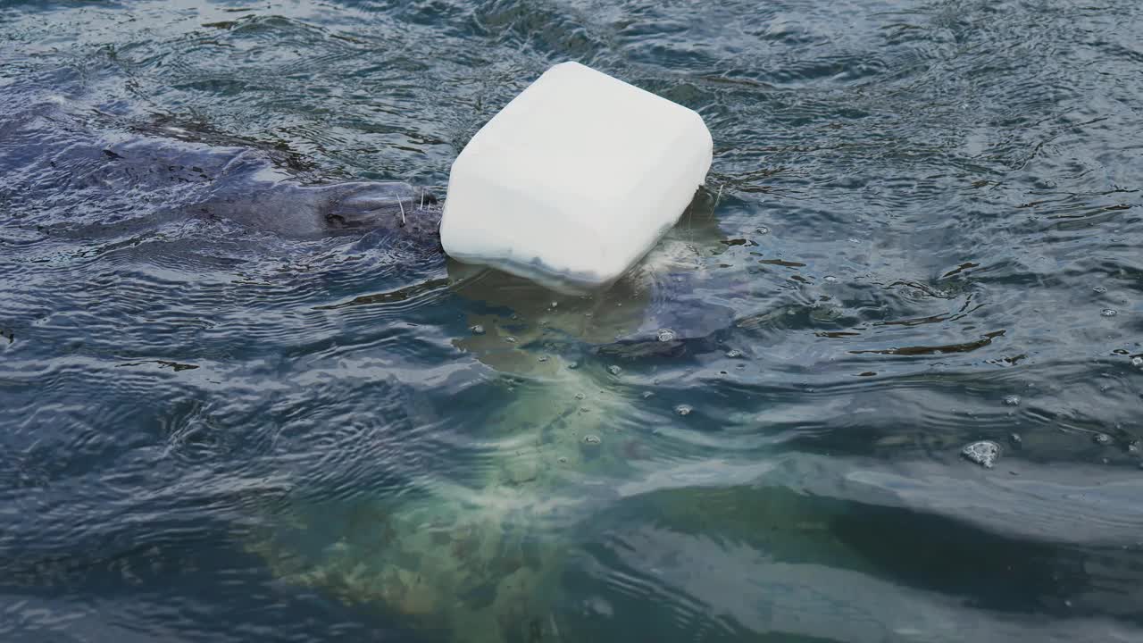 灰海豹获救并放回水中。动物园里嬉戏的大西洋灰海豹视频素材