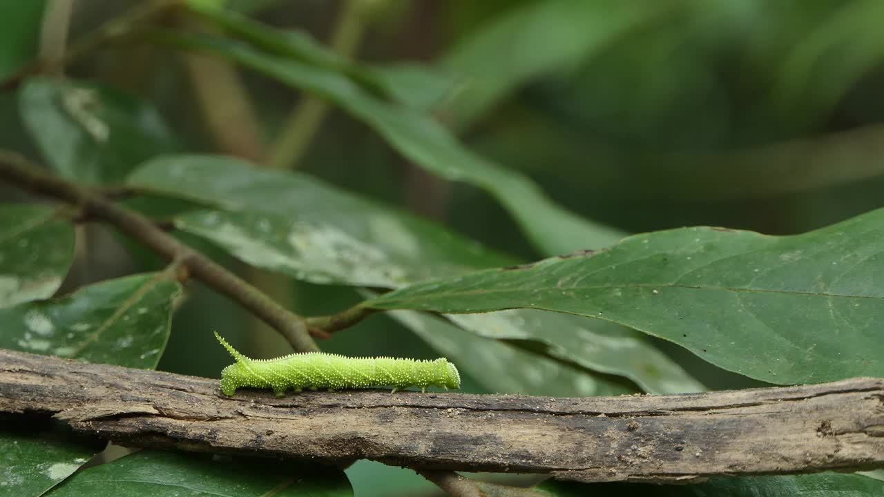 热带雨林中爬树的绿毛虫。视频下载