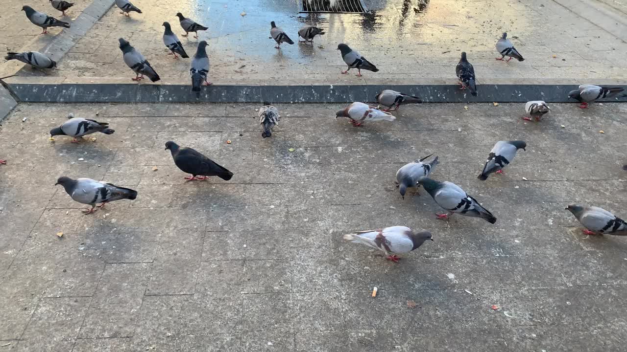 街上的鸽子视频素材