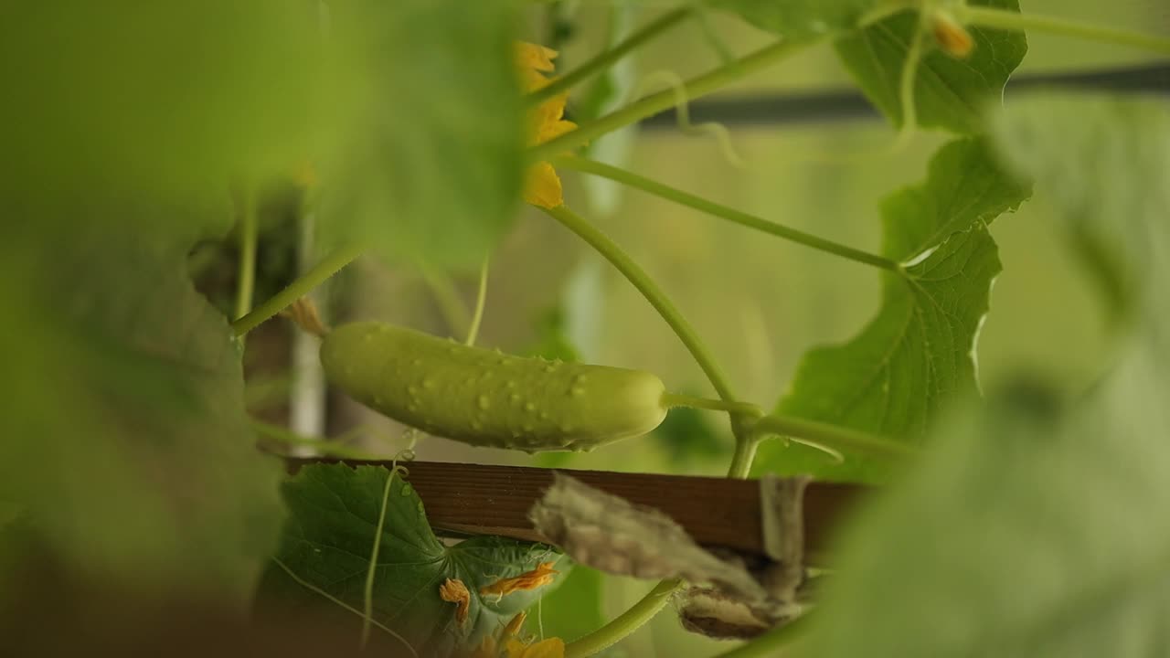 黄瓜和番茄在同一个温室里相邻的床上种植。乡村业余蔬菜种植视频素材